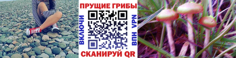 Галлюциногенные грибы MAGIC MUSHROOMS  дарнет шоп  маркетплейс как зайти  Сорочинск 